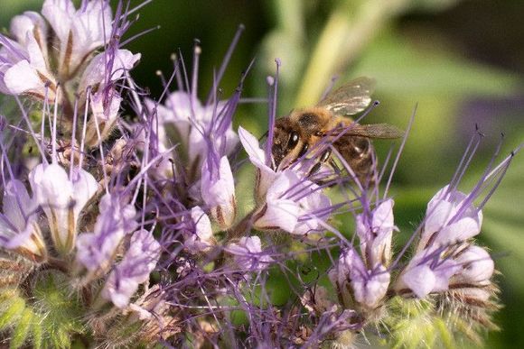 Eine Biene sitzt in sommerlichen Blumen.